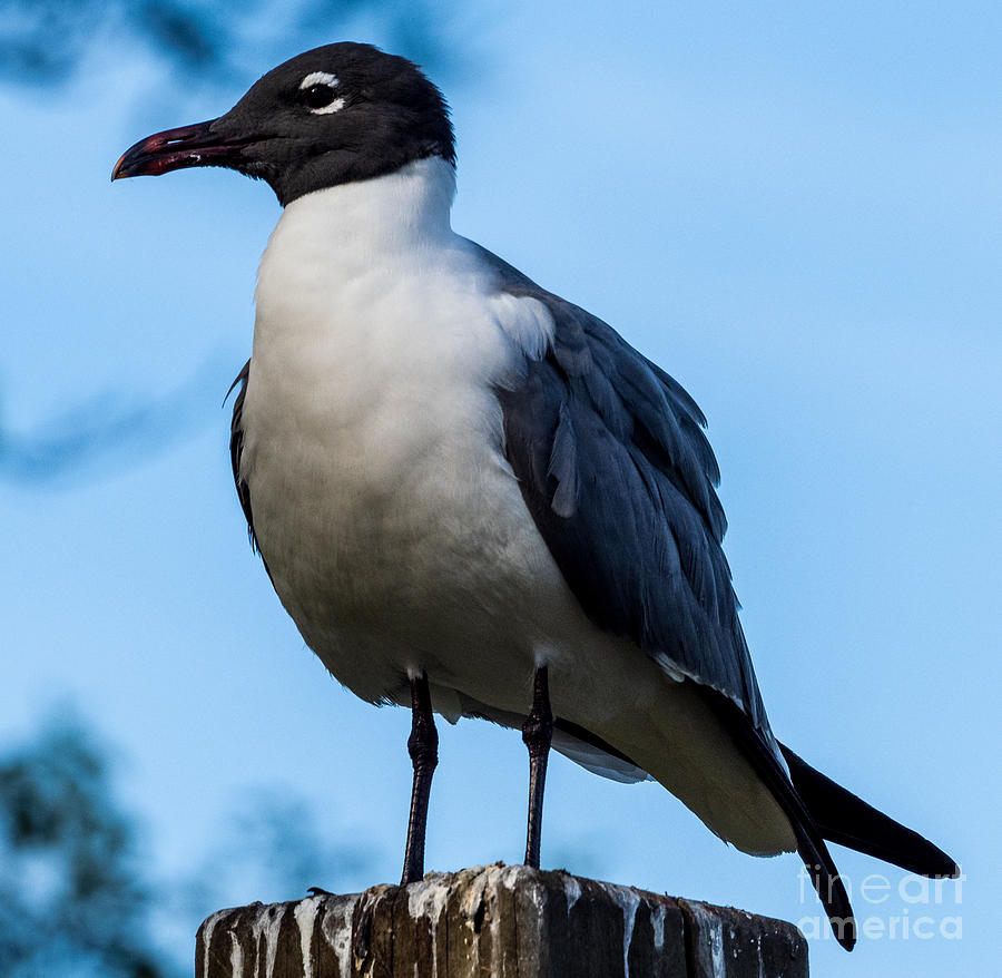 Laughing Gull on a Post Photograph by L Bosco