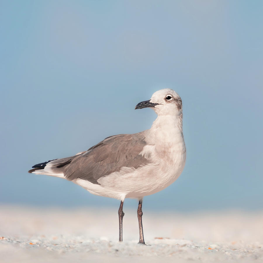 Laughing Gull On The Beach Photograph by Jordan Hill