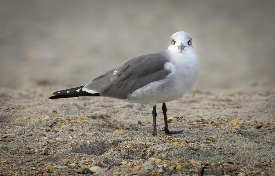 Laughing Gull Photograph by Scott Gunnerson - Fine Art America