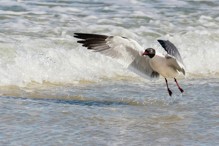 Laughing Gull Surf Dancing I Photograph by Dawn Currie
