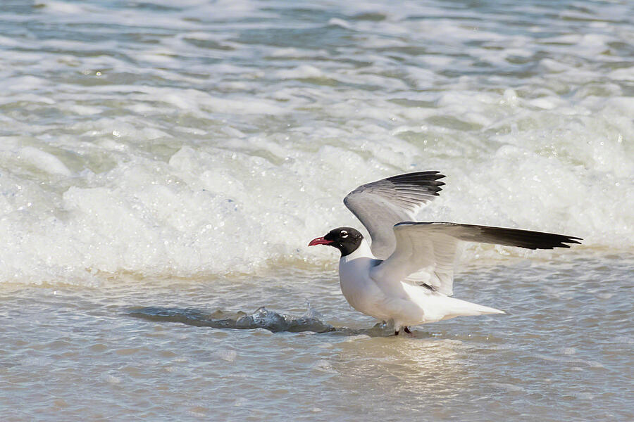 Laughing Gull Surf Dancing III Photograph by Dawn Currie