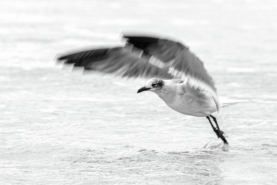 Laughing Gull Take Off Photograph by Dawn Currie