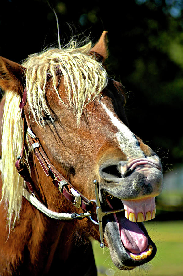 Laughing Horse Photograph by Carolyn Marshall