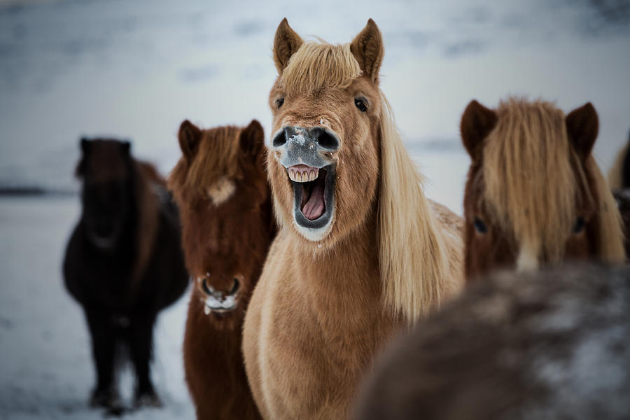 Laughing horse Photograph by Jon Hilmarsson, photographer from Iceland
