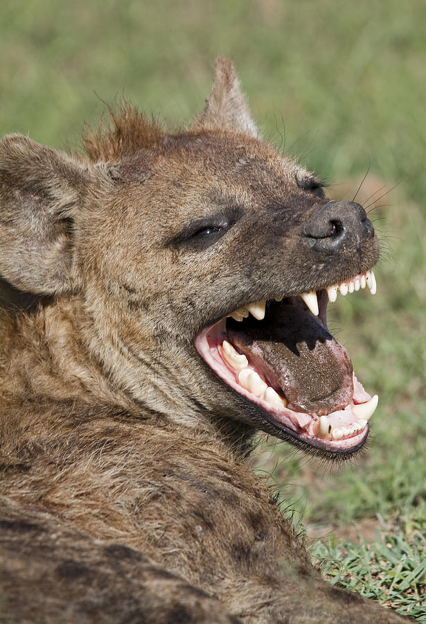 Laughing Hyena Photograph by WLDavies