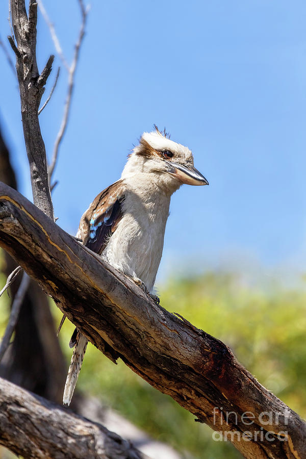 Laughing kookaburra, Dacelo novaeguineae, a territorial tree kingfisher native to Australia. This adult bird in perched in a tree in Frecinet National Park, Tasmania. Photograph by Jane Rix