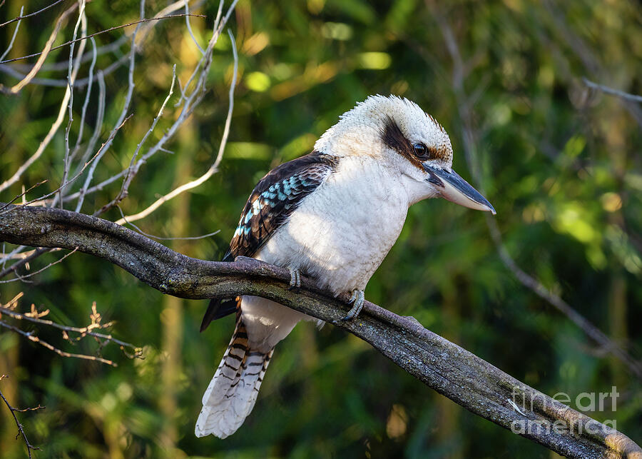 Laughing Kookaburra Photograph by Lyl Dil Creations
