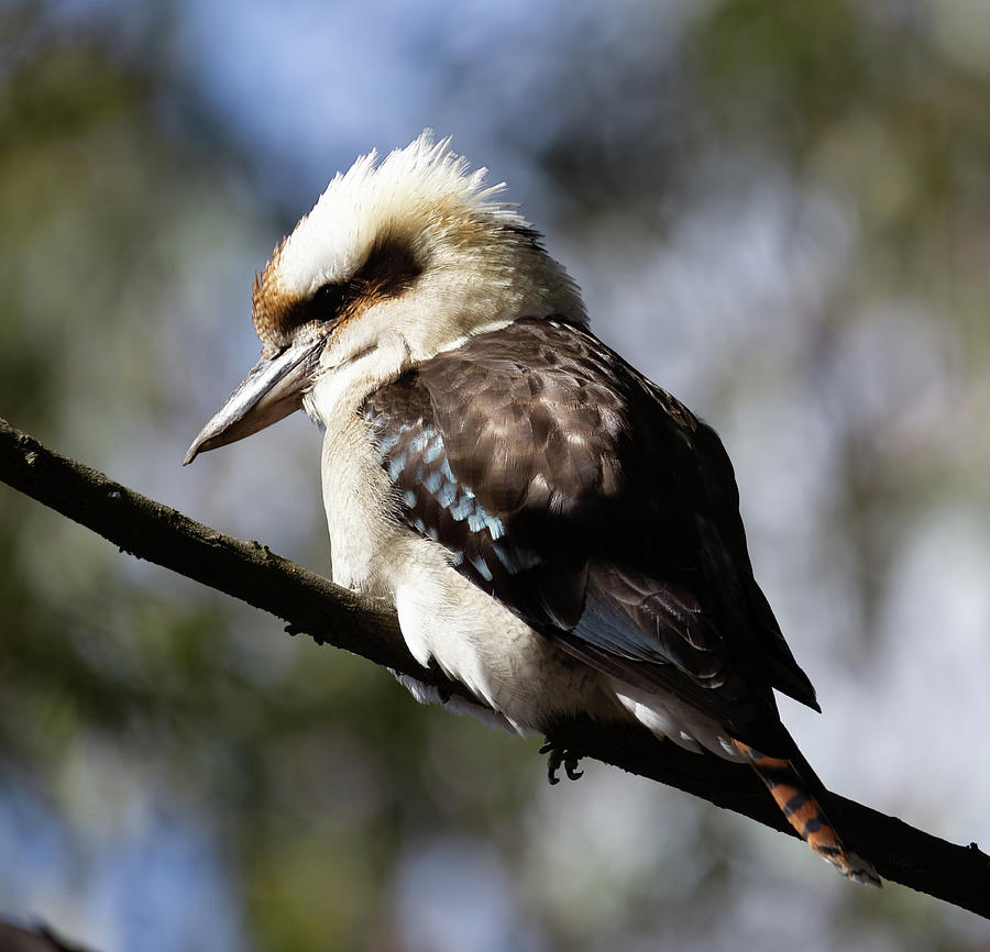 Laughing Kookaburra Photograph by Narelle Duncan - Fine Art America