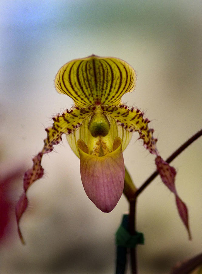 Laughing Orchid Photograph by Michael Descher - Fine Art America