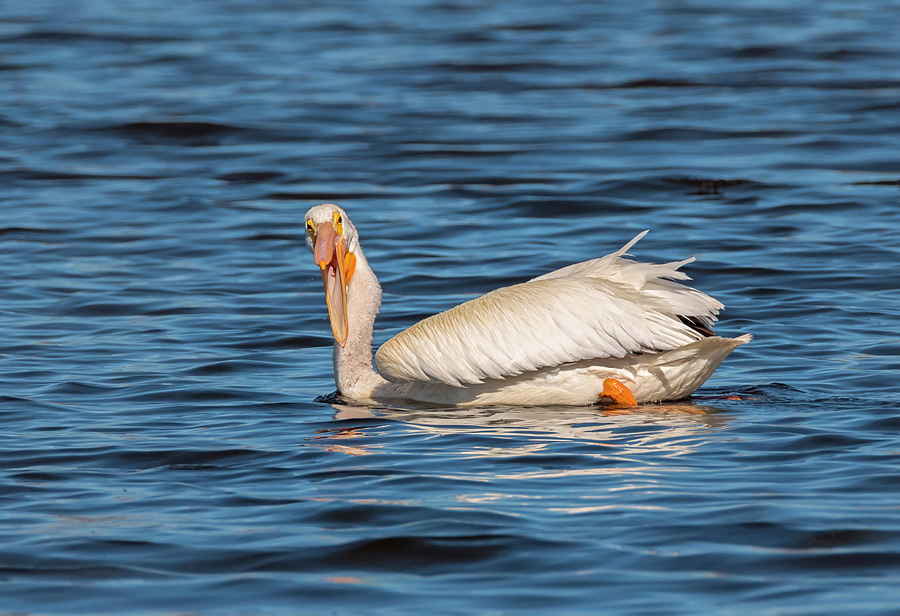Laughing Pelican Photograph by Loree Johnson