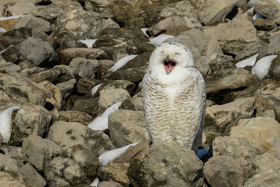 Owl Photograph - Laughing Snowy Owl by Jack R Perry