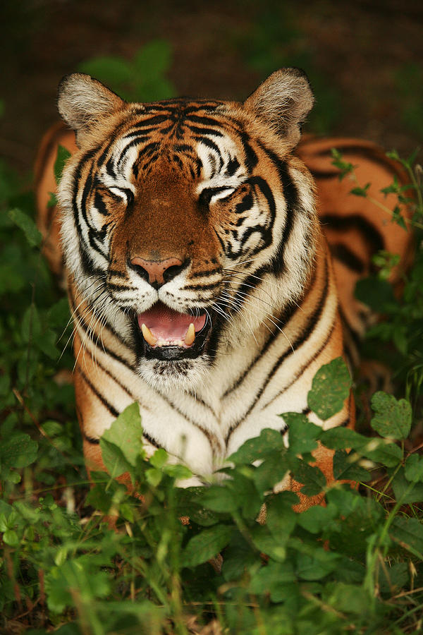 Laughing Tiger Photograph by Brad Barton
