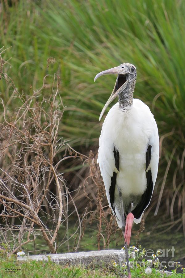 Laughing Wood Stork Photograph by World Reflections By Sharon