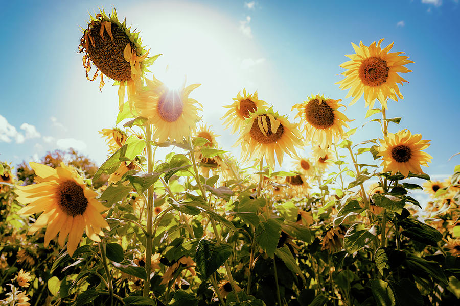 Laughter of Sunflowers Photograph by Ada Weyland