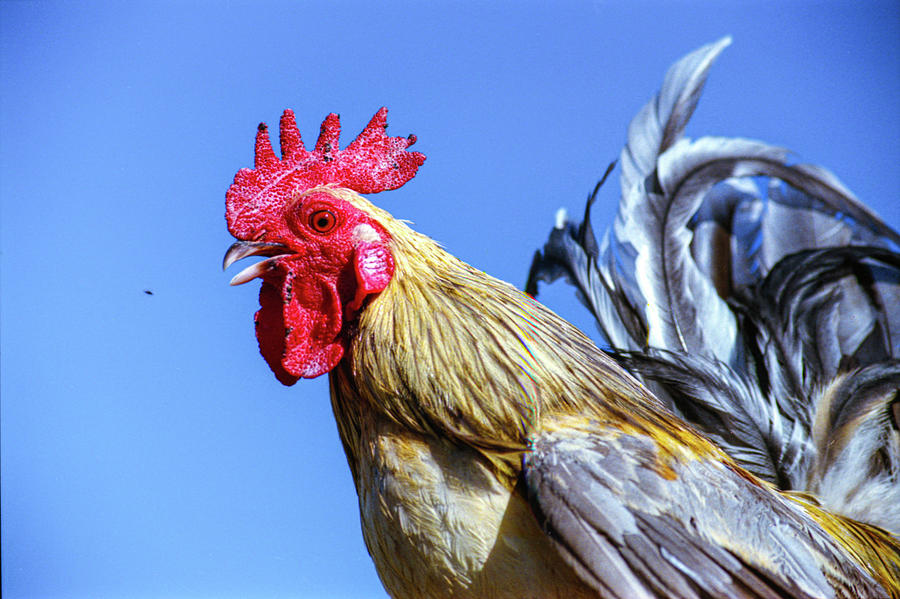 Lauras Rooster Photograph by Janis Knight
