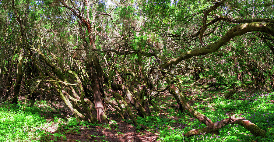 Laurel forest on La Gomera Photograph by Sun Travels