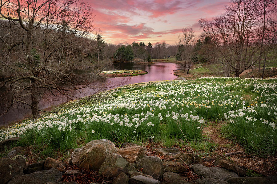 Laurel Ridge Daffodils Morning Photograph by Bill Wakeley