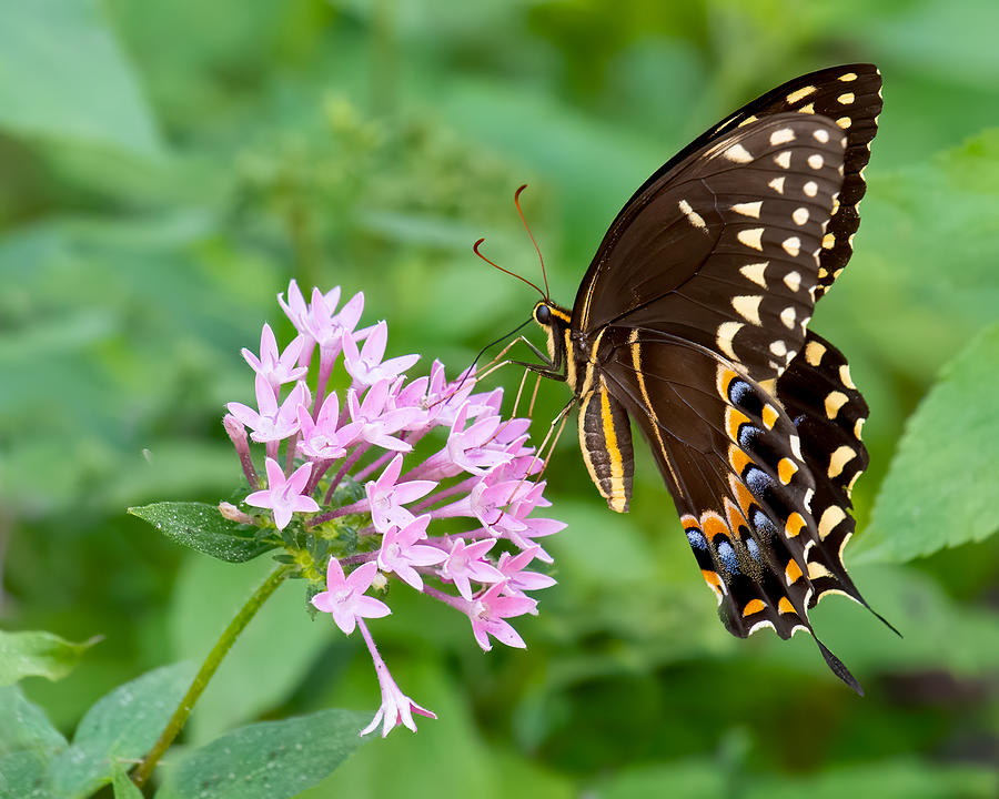 Laurel Swallowtail Butterfly Photograph by Larry Maras | Fine Art America