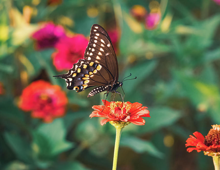Laurel Swallowtail - Spring Colors Photograph by Chad Meyer