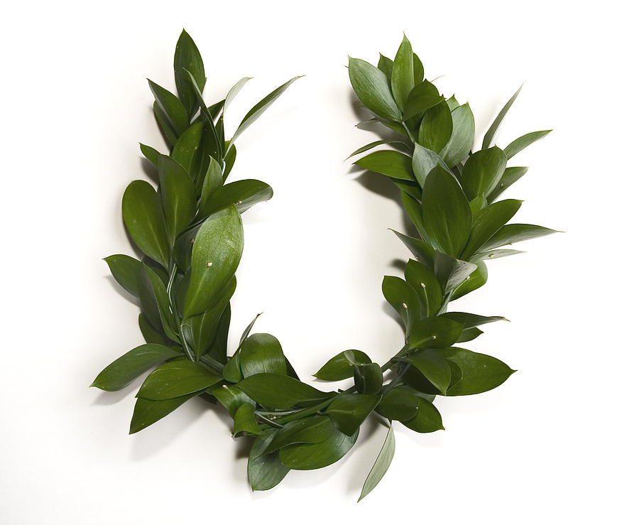 Laurel-wreath Photograph by Doctor_bass