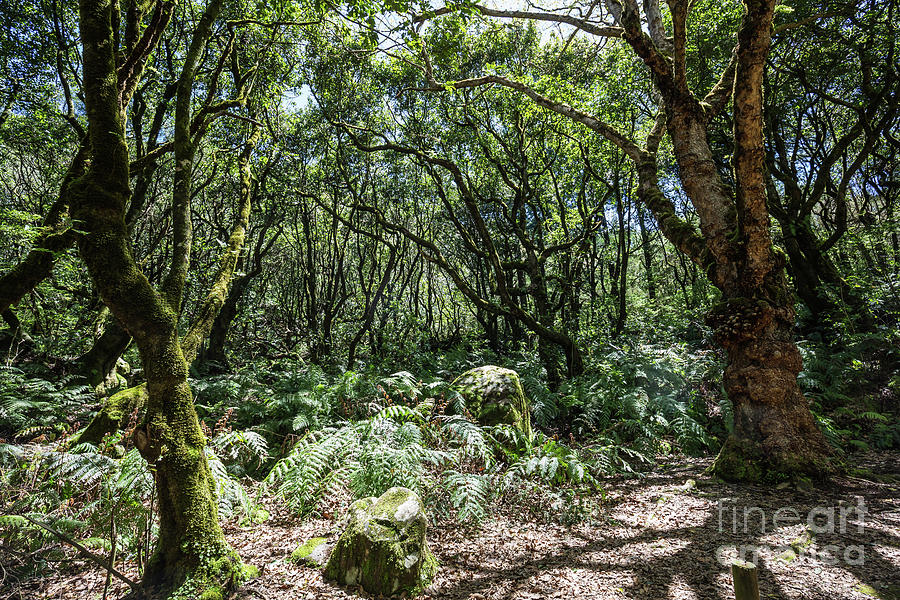 Nature Photograph - Laurisilva Rainforest Of Madeira by Eva Lechner
