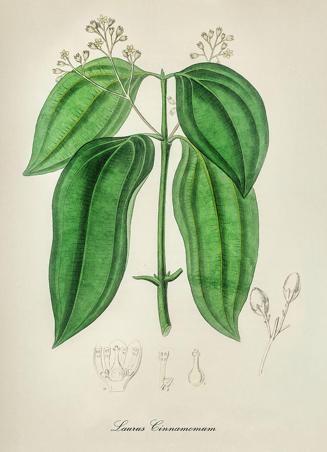Nature Digital Art - Laurus Cinnamomum - Cinnamon -  Medical Botany - Vintage Botanical Illustration - Plants and Herbs by Studio Grafiikka
