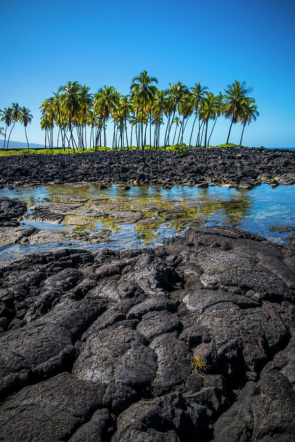 Lava and Palm Trees Photograph by Bill Cubitt