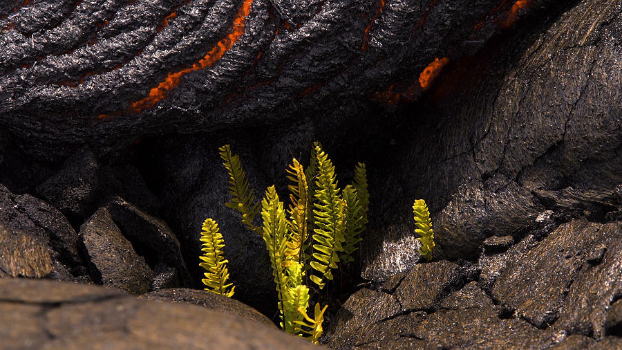 Lava approaches innocent fern Photograph by Tyler Hulett