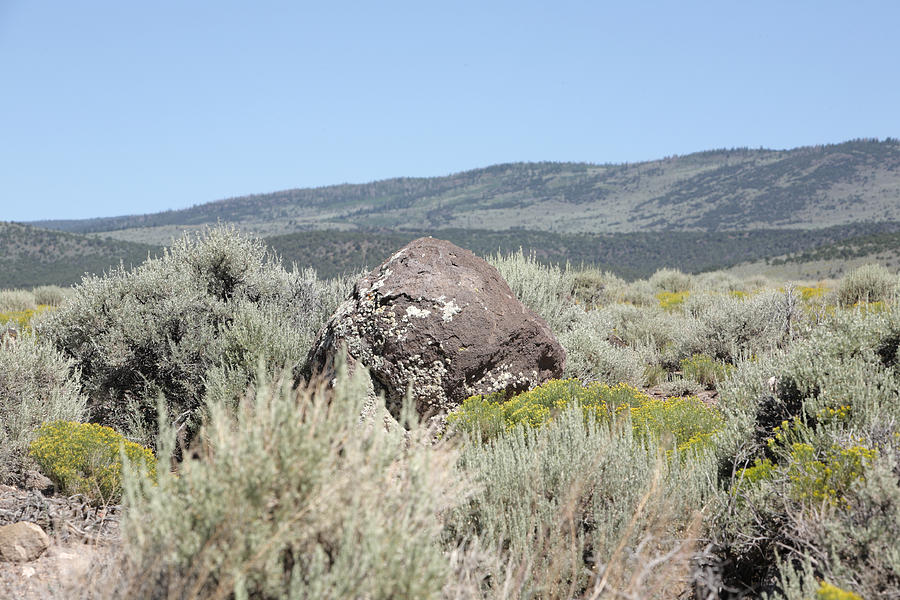 Lava Boulder With Lichens In Sage Brush Photograph by Raclro