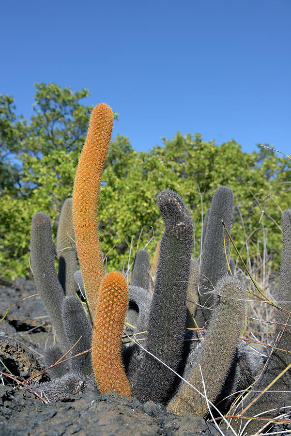 Lava Cactus, Brachycereus nesioticus, Punta Moreno, Isabela Island, Galapagos Islands, Ecuador Photograph by Kevin Oke