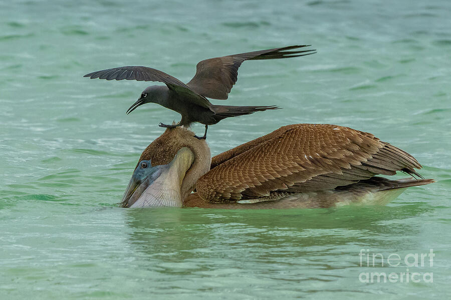 Brown Noddy on Pelicans Head Photograph by Nancy Gleason