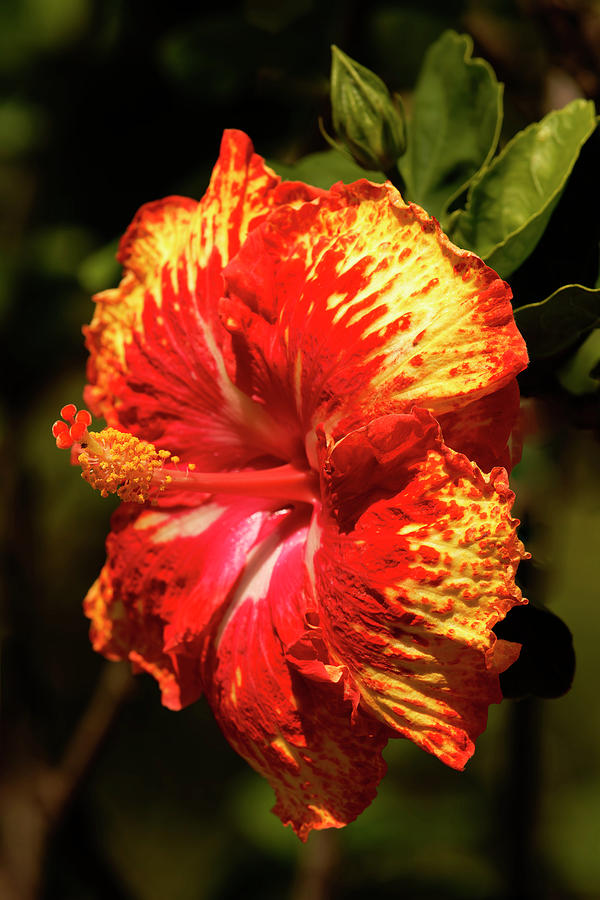 Lava Hibiscus Photograph by Heidi Fickinger