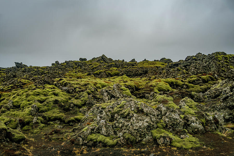 Lava Moss Photograph by Giorgos Karampotakis - Fine Art America