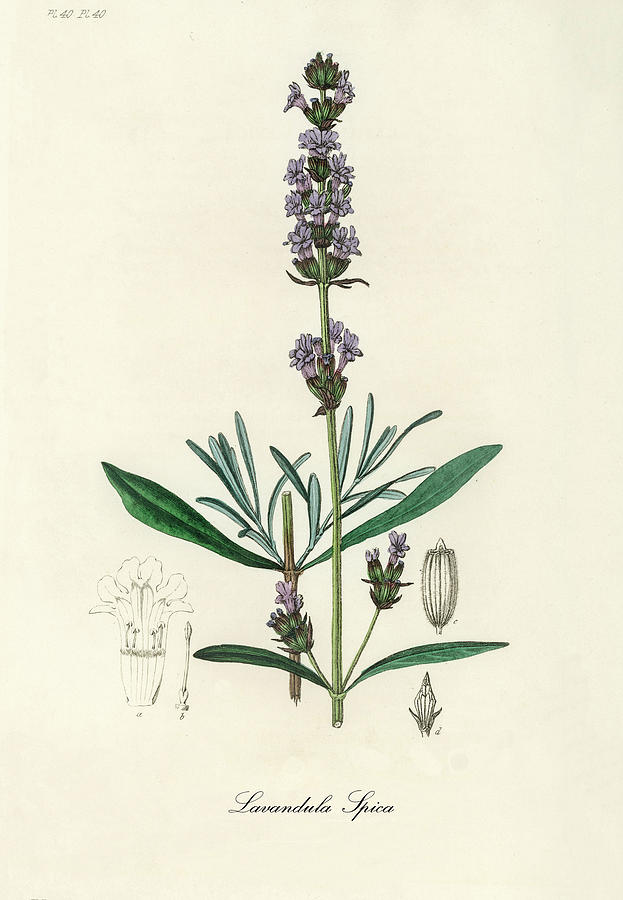 Nature Digital Art - Lavandula Angustifolia - English Lavender - Medical Botany - Vintage Botanical Illustration by Studio Grafiikka