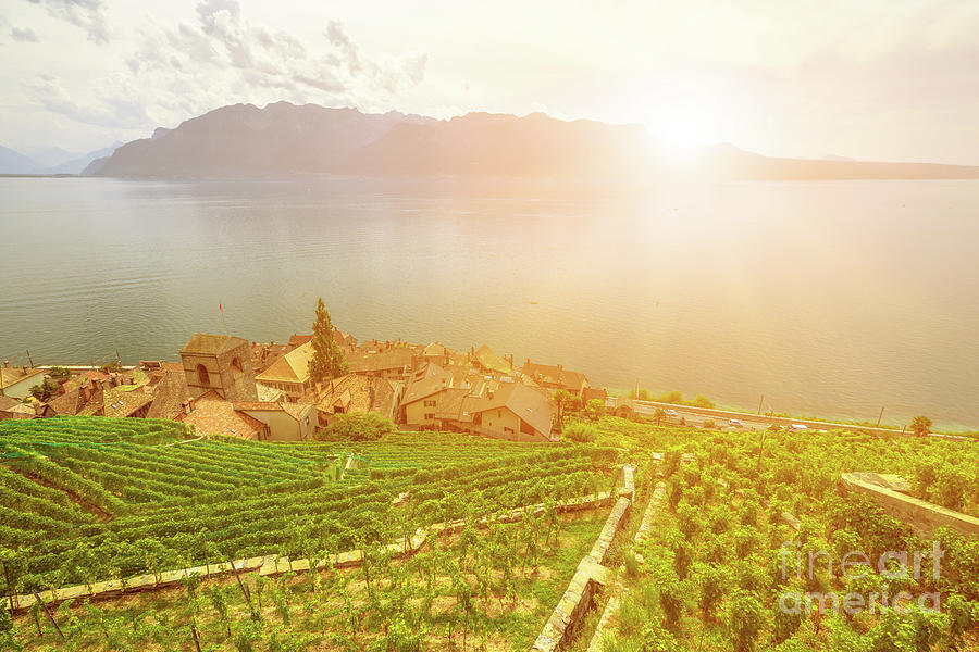 Lavaux Vineyard Terraces Photograph by Benny Marty