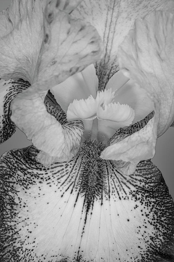 Lavendar Bearded Iris Flower Photograph by Susan Candelario