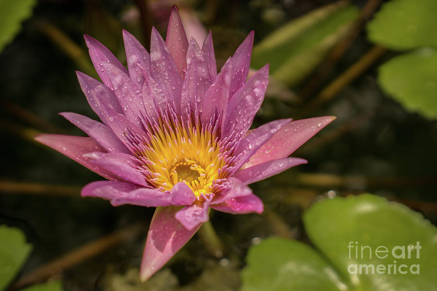 Hawaii Photograph - Lavender Water Lily in Kauai Garden #1 by Nancy Gleason