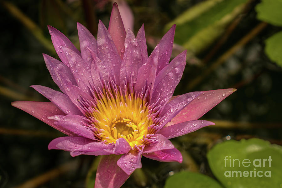 Hawaii Photograph - Lavender Water Lily in Kauai Garden #2 by Nancy Gleason