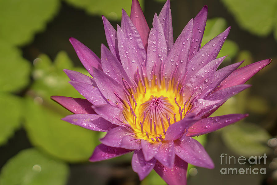 Hawaii Photograph - Lavender Water Lily in Kauai Garden #3 by Nancy Gleason