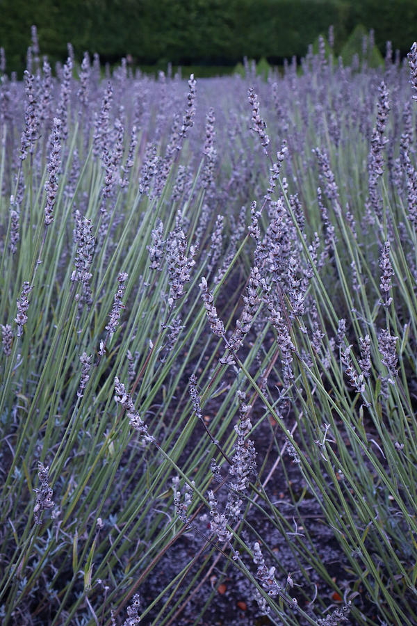 Lavender Abstract Photograph by Andrea Whitaker
