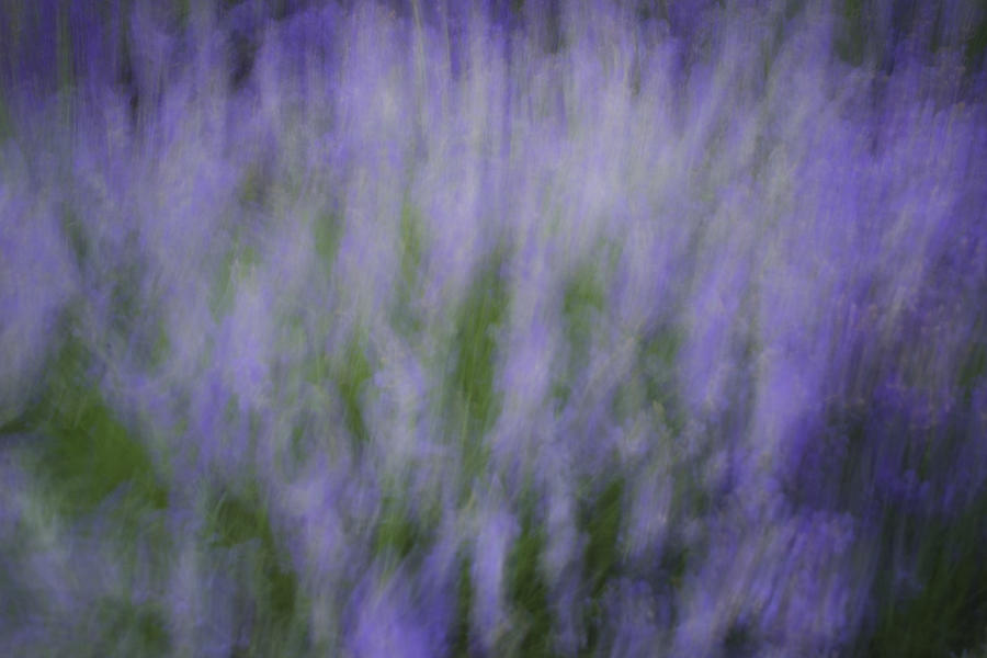 Lavender Abstract Photograph by Douglas Allen Lavender Abstract Photograph by Douglas Allen