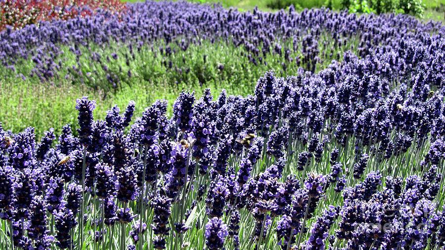 Lavender and Bees Photograph by Wendy Golden