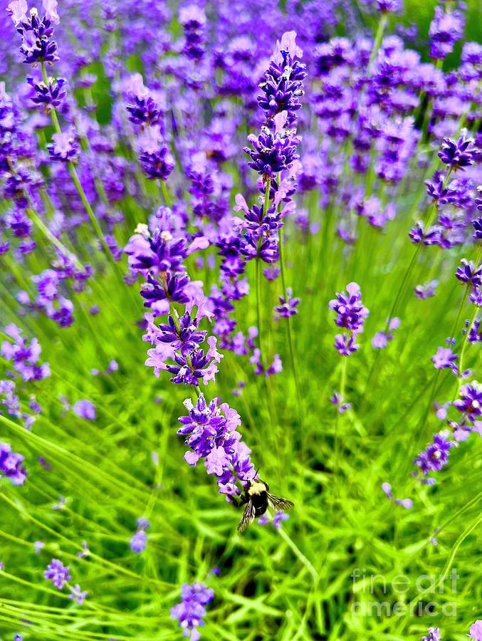 Lavender and Bumblebee  Digital Art by Nick Gustafson