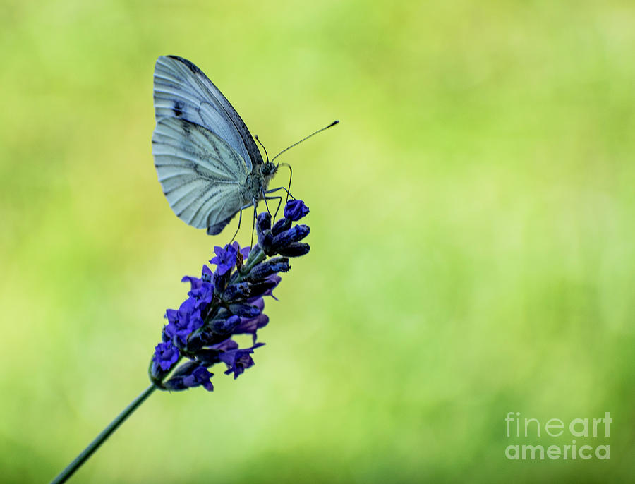 Lavender And Butterfly 2 Photograph by Nina Ficur Feenan