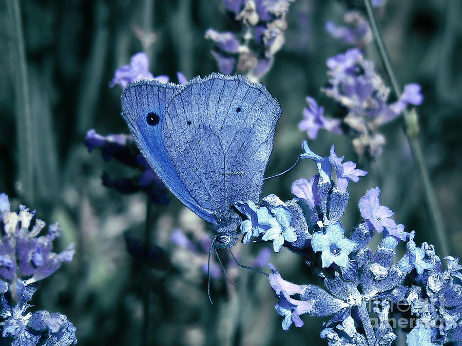 Lavender and butterfly Photograph by Mando Xocco