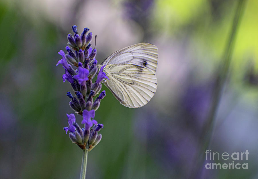 Lavender And Butterfly Photograph by Nina Ficur Feenan