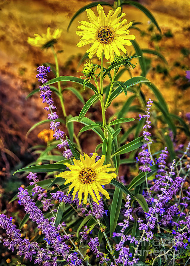 Lavender and Daisies Photograph by Janice Pariza
