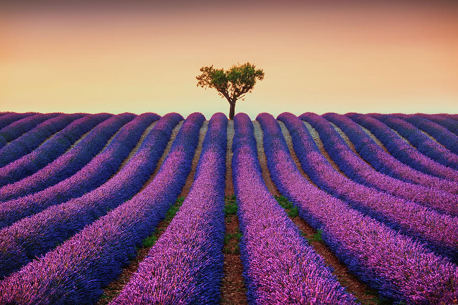 Lavender Fields and Lonely Tree Photograph by Stefano Orazzini
