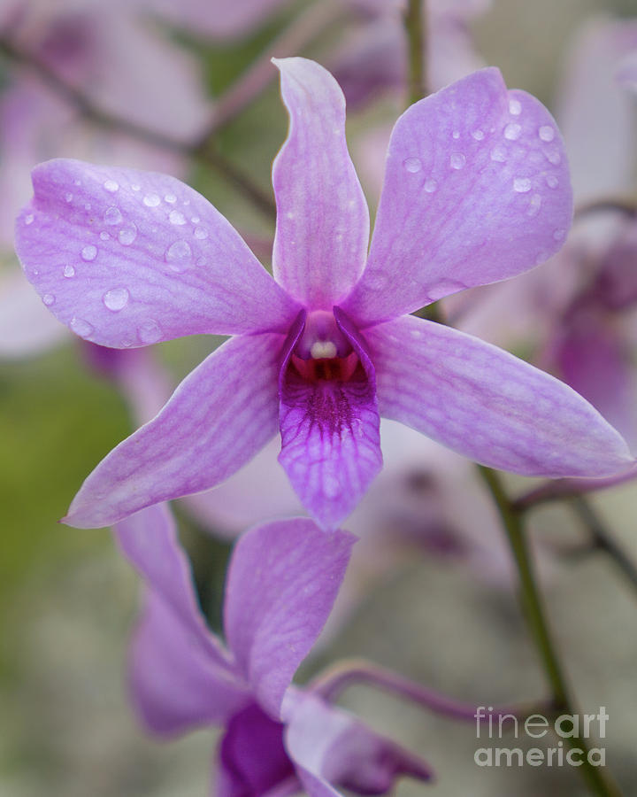 Lavender and Magenta Orchid in Kauai Garden Photograph by Nancy Gleason
