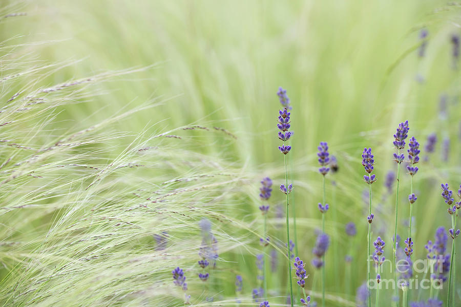 Flower Photograph - Lavender and Mexican Feather Grass by Tim Gainey